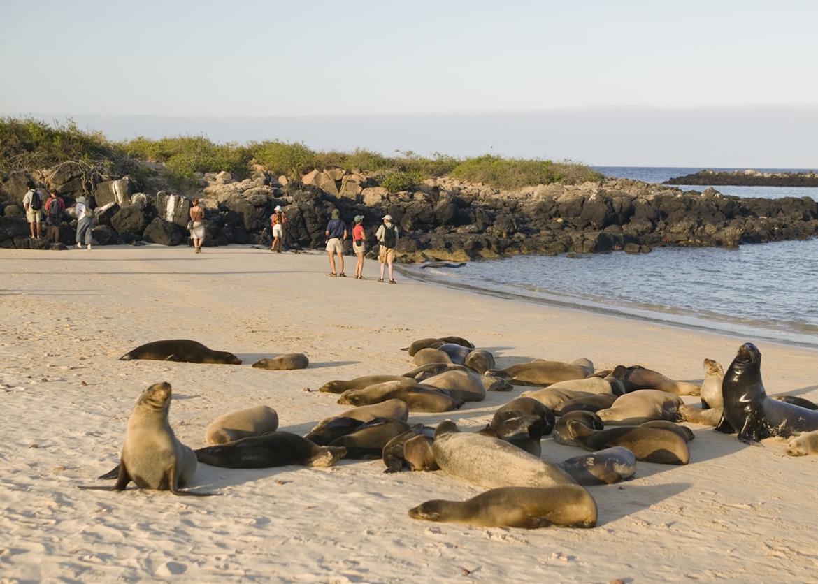 A group of sea lions in the foreground with tourists in the background on a beach in the Galápagos Islands, Ecuador