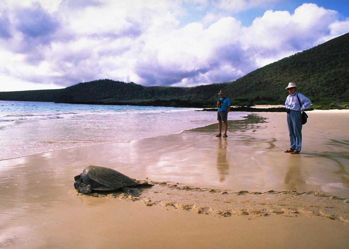 Sea turtle crawling on the sand back out to sea with two tourists looking on