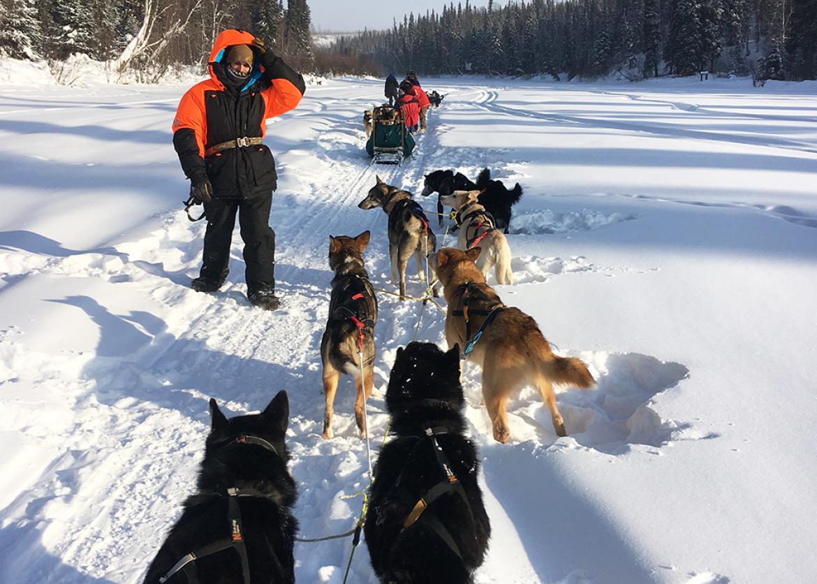 A team of eight hitched sled dogs on a snowy trail.