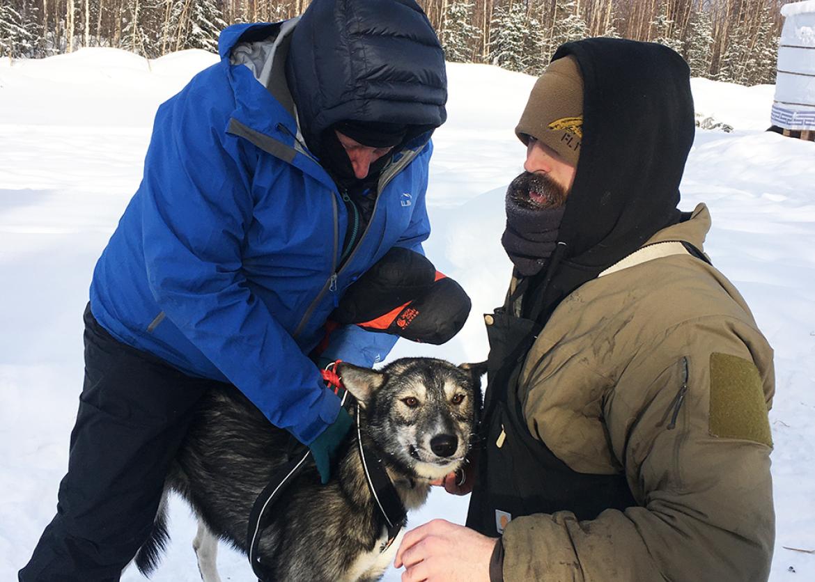 Two people pet a sled dog.