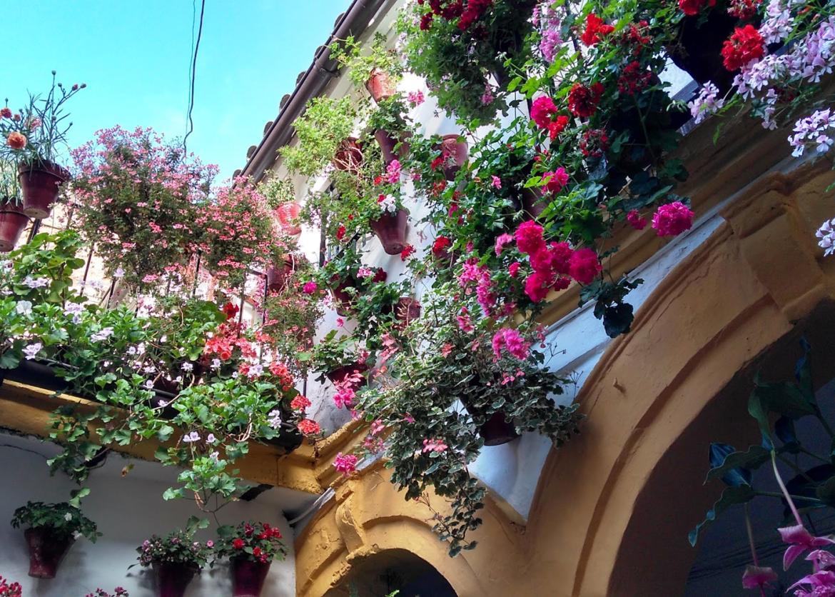 Many pots of blooming flowers dangling from a building's outer walls.