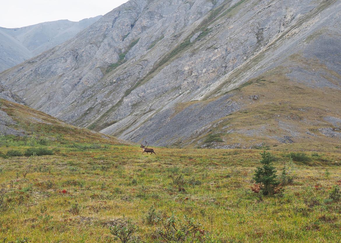 A single caribou seen from the distance.