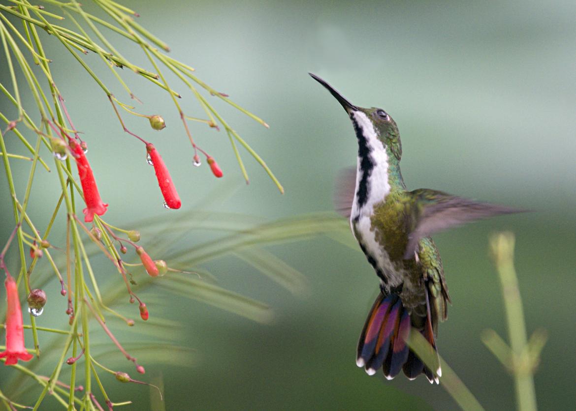 A green hummingbird flies next to dewy red flowers.  The hummingbird has a white belly with a black stripe and red tail feathers.