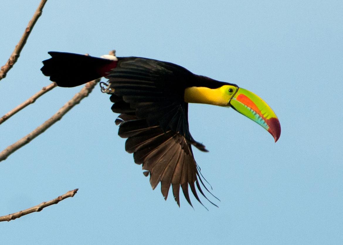 A toucan in flight.