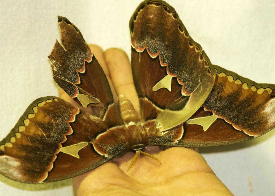 A large moth rests on a person's open palm.  Its right wing is tattered.