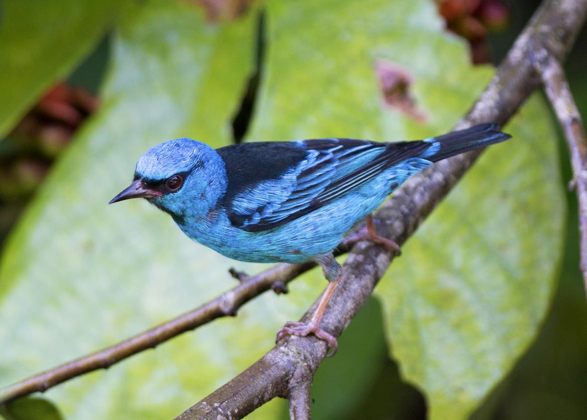 A bright blue bird perched on a branch.