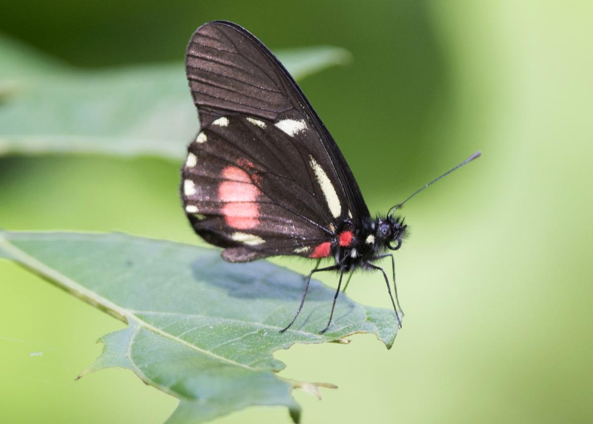 A black and red butterfly resting on a leaf.