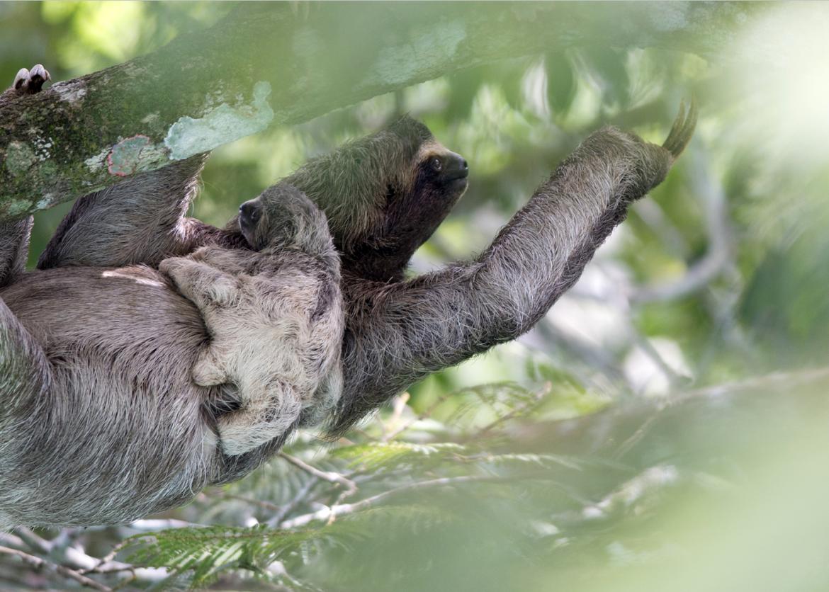 A sloth hanging from a branch with it baby clinging to its chest.