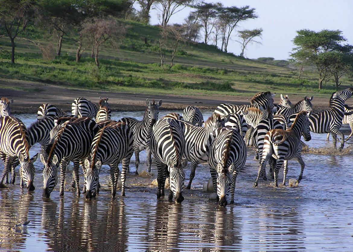 A herd of zebra drinking from the water.