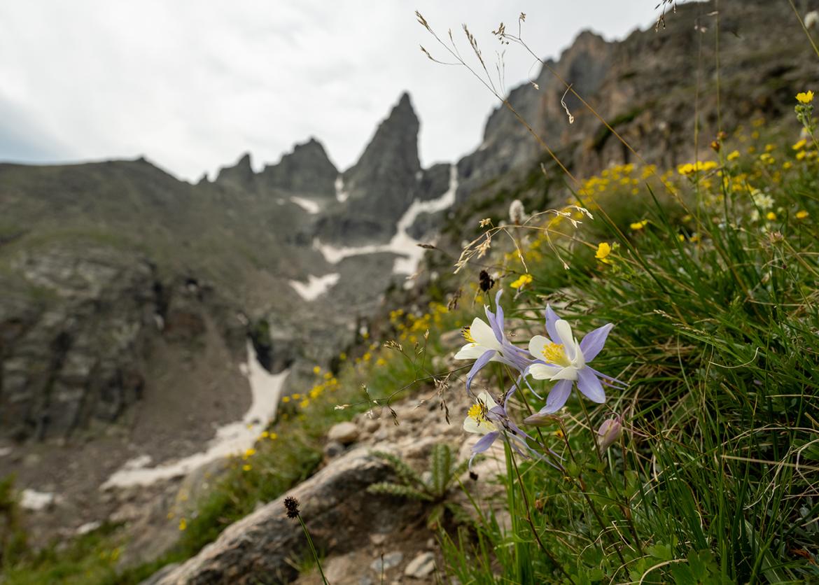 Columbine flower with mountains behind along the Andrews Glacier trail in Rocky Mountain National Park.