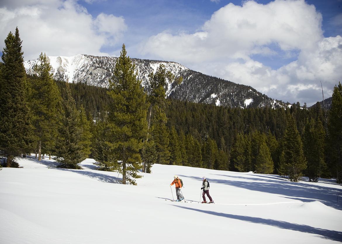 Two people ski past the border of a thick evergreen forest.