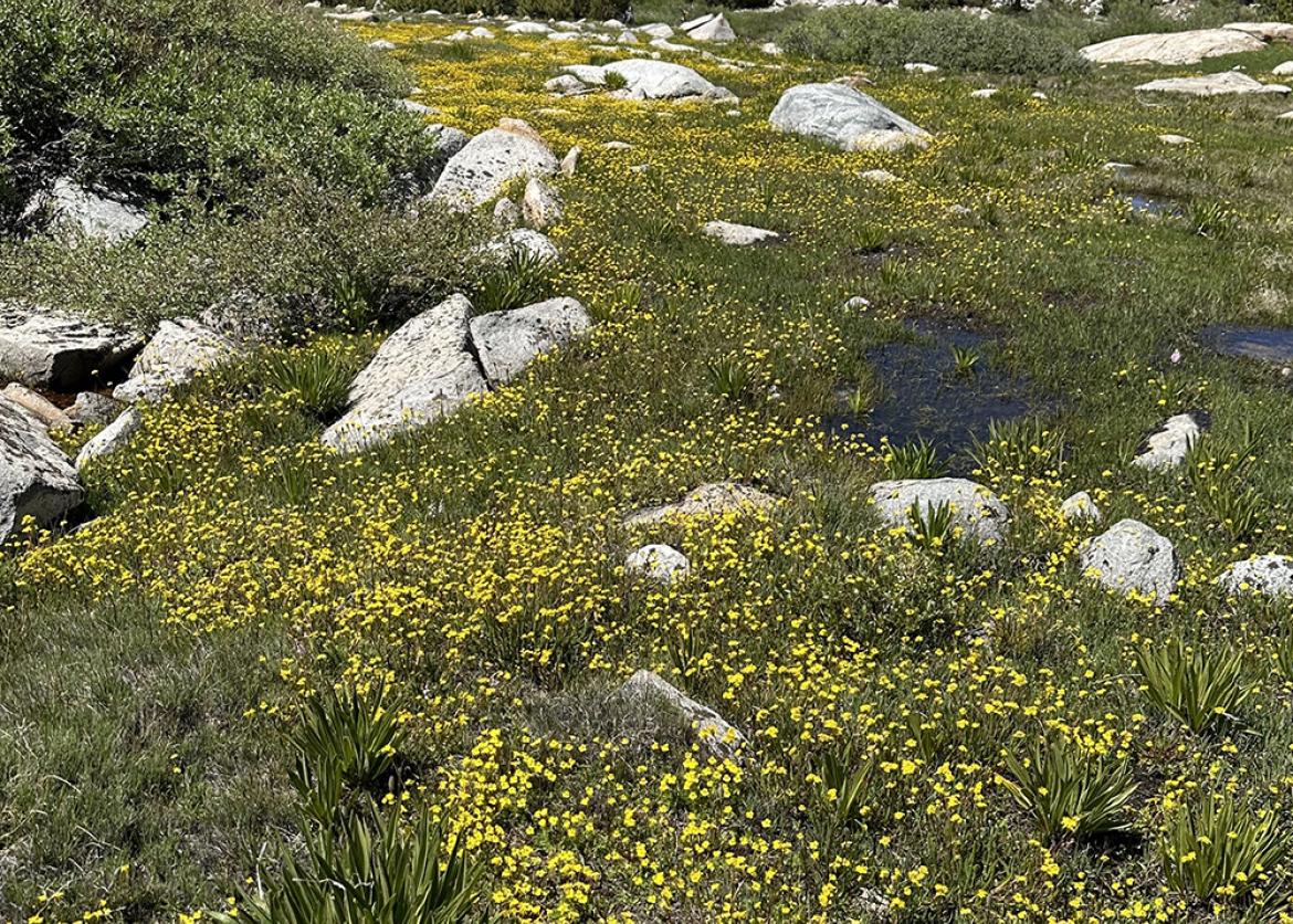 A grass field with yellow flowers and rocks