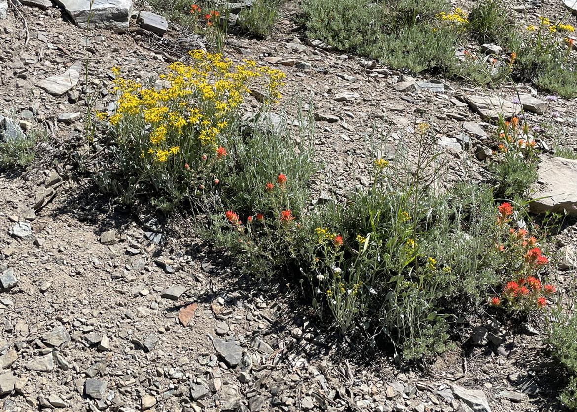 Yellow and red wildflowers on the rocky mountainside