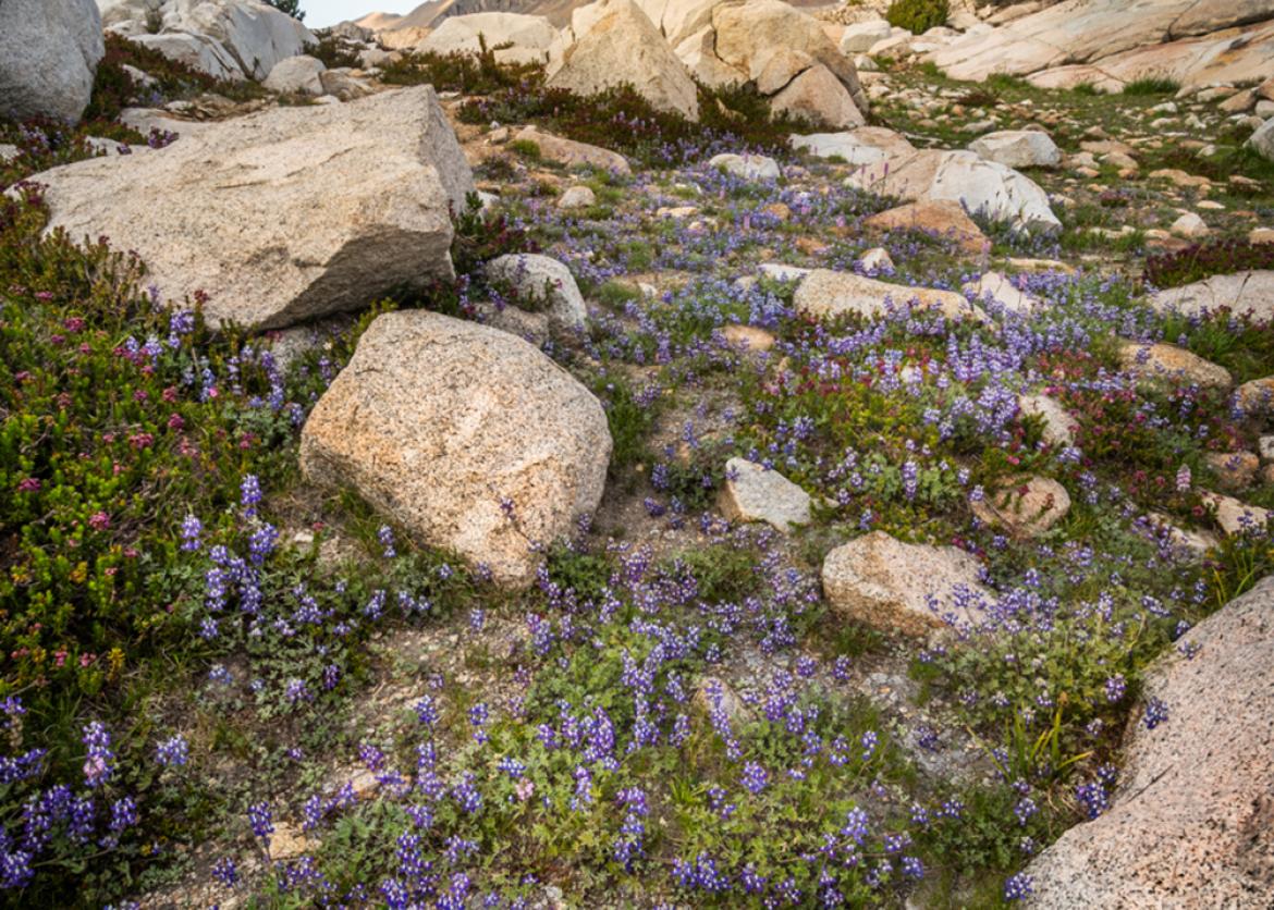 Purple wildflowers in rocky mountain landscape
