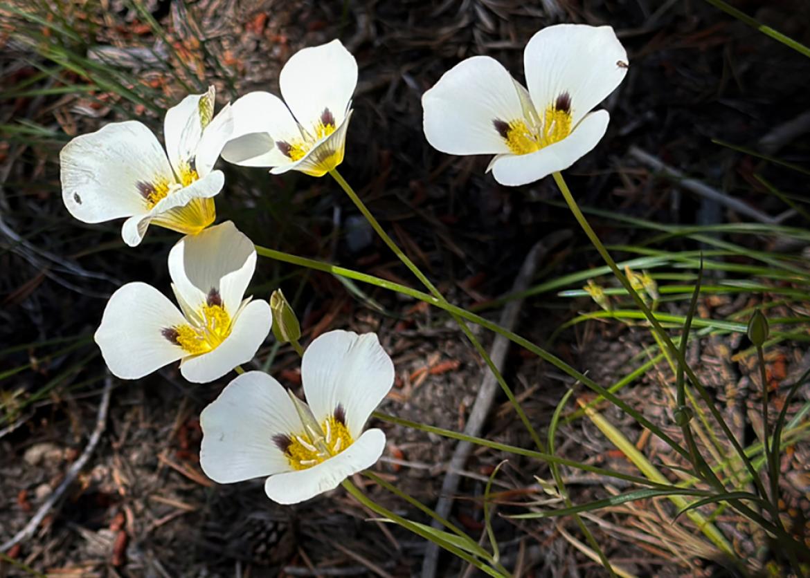 Close-up shot of small white wildflowers