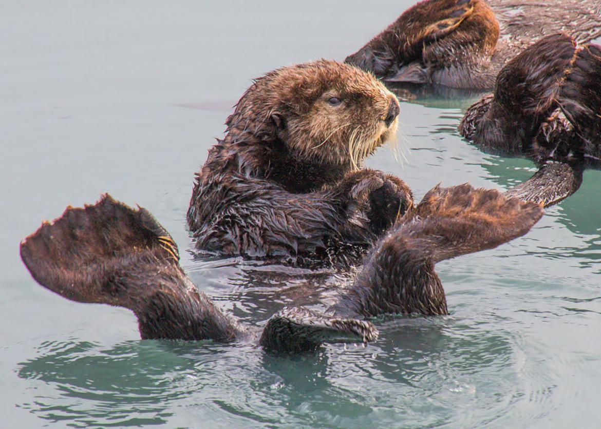A sea otter floats in the water next to other sea otters.