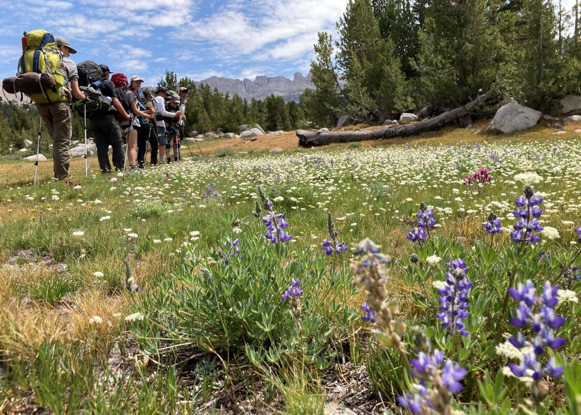 Teens hike through a blossoming meadow using hiking poles and wearing backpacks.