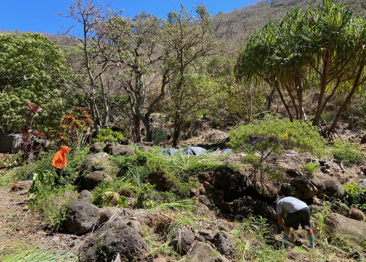Two service project workers (one bending over pulling a weed from the ground) removing non-native species (vegetation) on a hillside covered with large boulders, small palm trees, and other shrubs and trees on a sunny day.