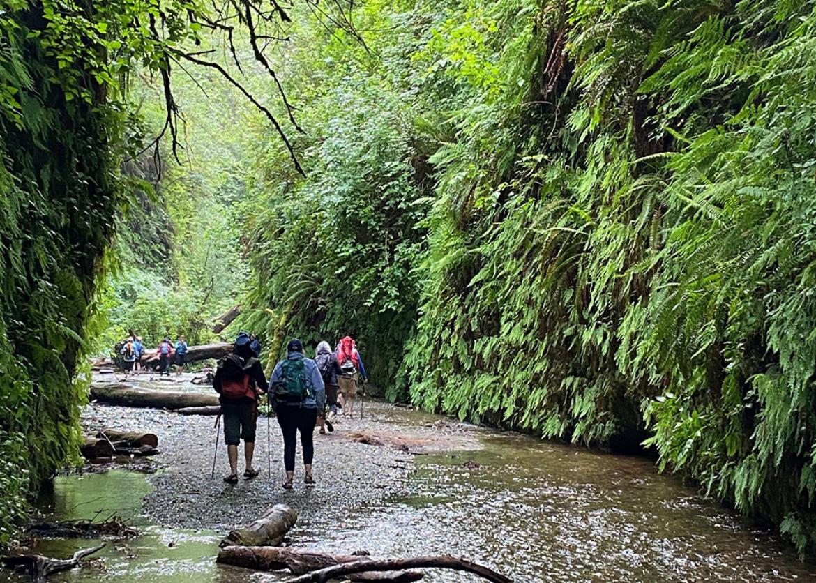 Trip participants hiking through Fern Canyon in Northern California.