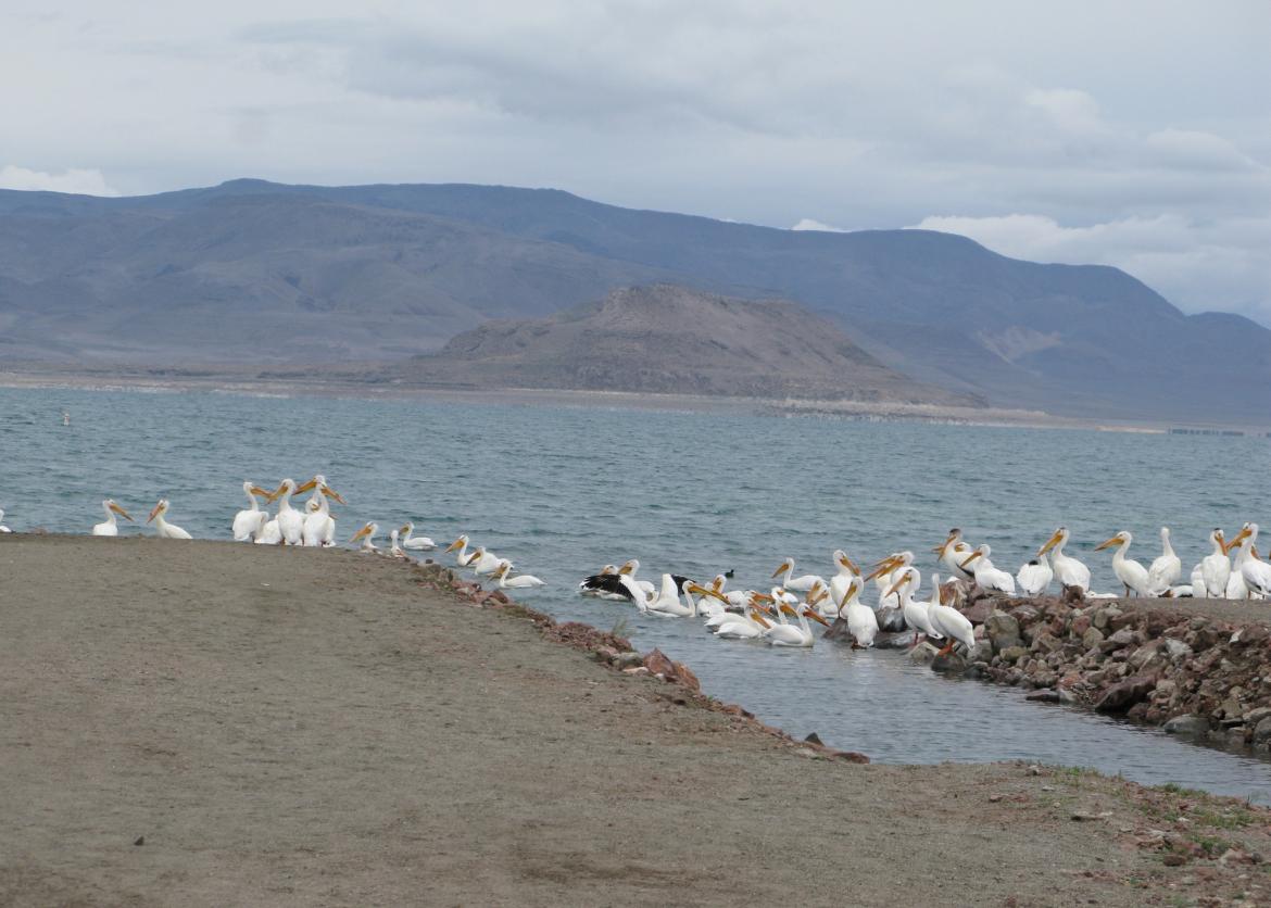 A group of pelicans on the water and land with mountains in the background