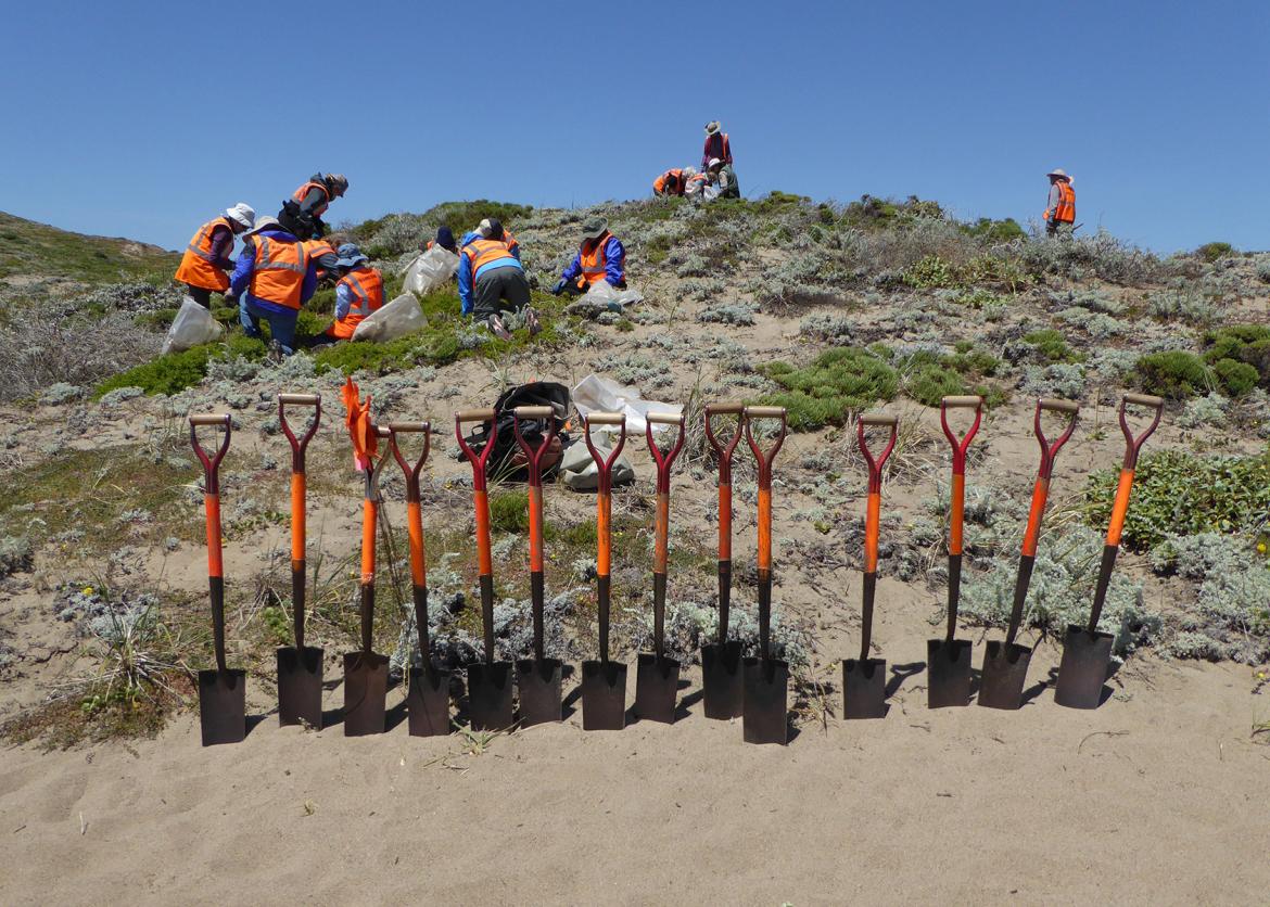 Shovels standing on the ground in a line with people in the background.