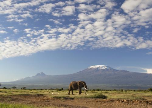 Elephants beneath Kilimanjaro, Tanzania