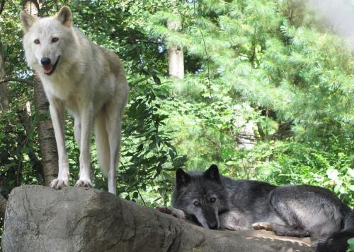 Working Among Wolves: Service at the Wolf Conservation Center, New York