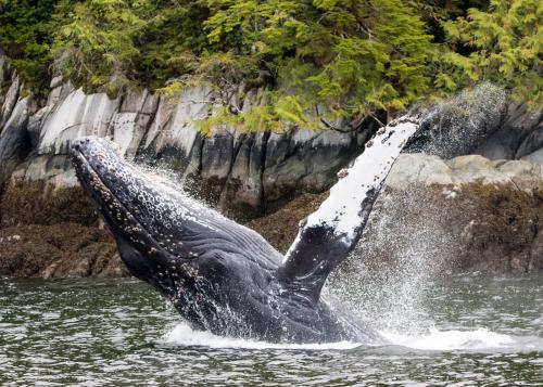 A whale breaches the water close to shore. The whale's chin is covered in barnacles. The shore is covered in forest.