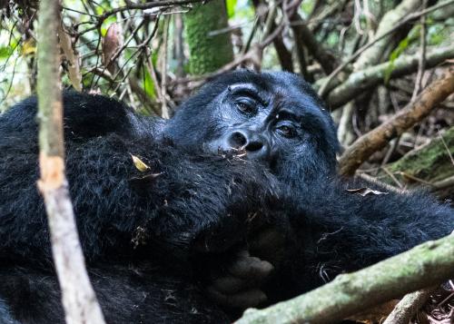 大猩猩，黑猩猩等在乌干达和卢旺达