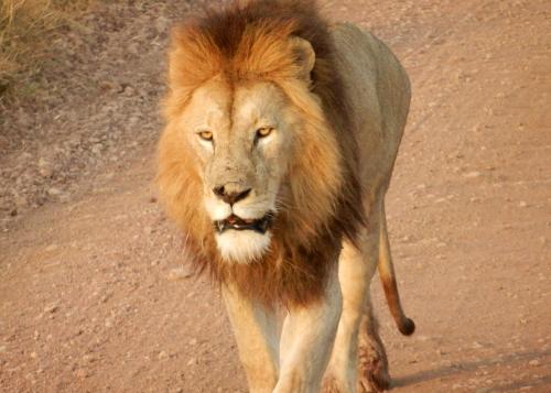 A maned lion walking.