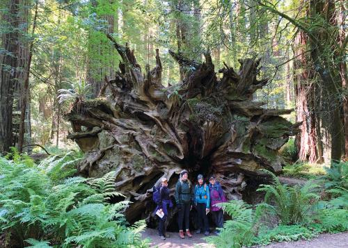 Four women standing in front of underside of huge, fallen redwood tree