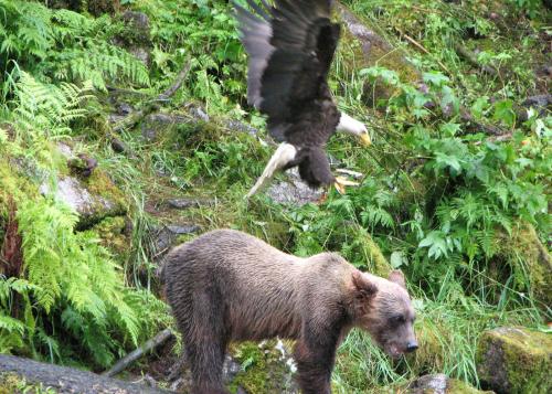 A bald eagle flies directly over a bear.