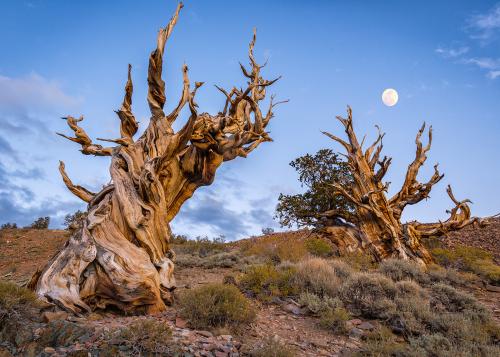 Two bristlecone pine trees against a dusk sky on a scrubby landscape, with moon in sky