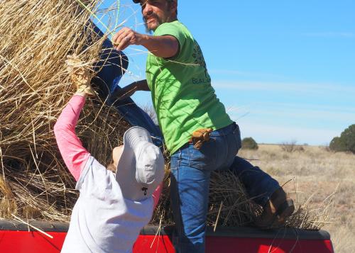 Workers unload straw from a truck.