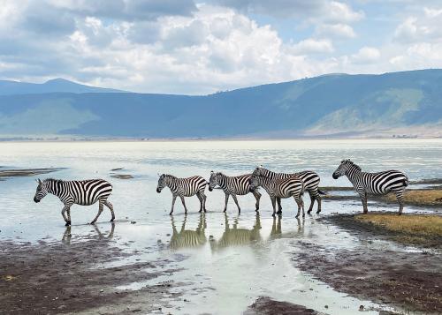 Tanzania Safari: Migration Over the Mara River