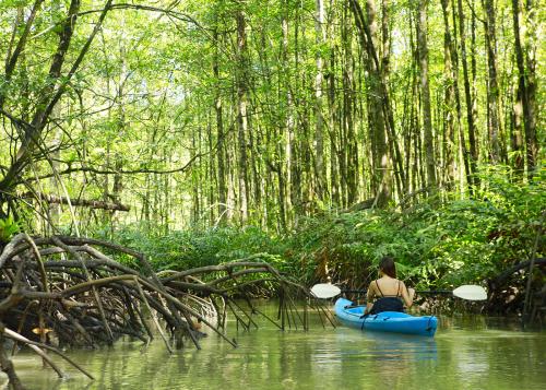 A person kayaking in the mangroves of Golfo Dulce in the Osa Peninsula