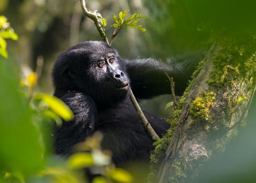 Gorilla in Uganda