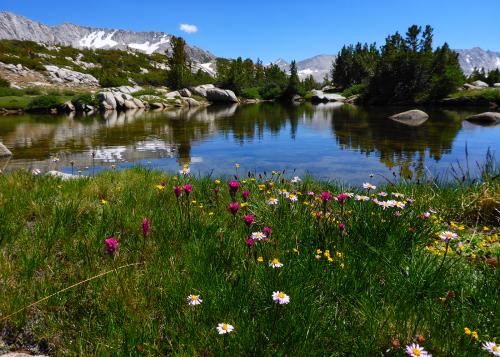 Wildflowers in foreground with lreflective lake and snow-capped mountain peaks in background