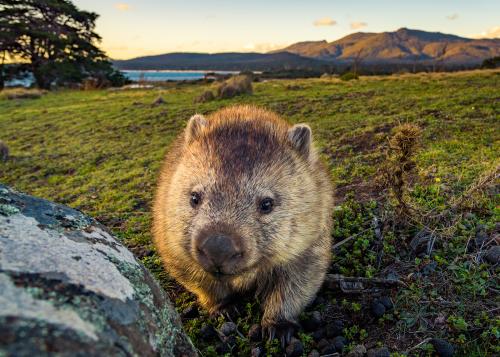 Wombat in Tasmania