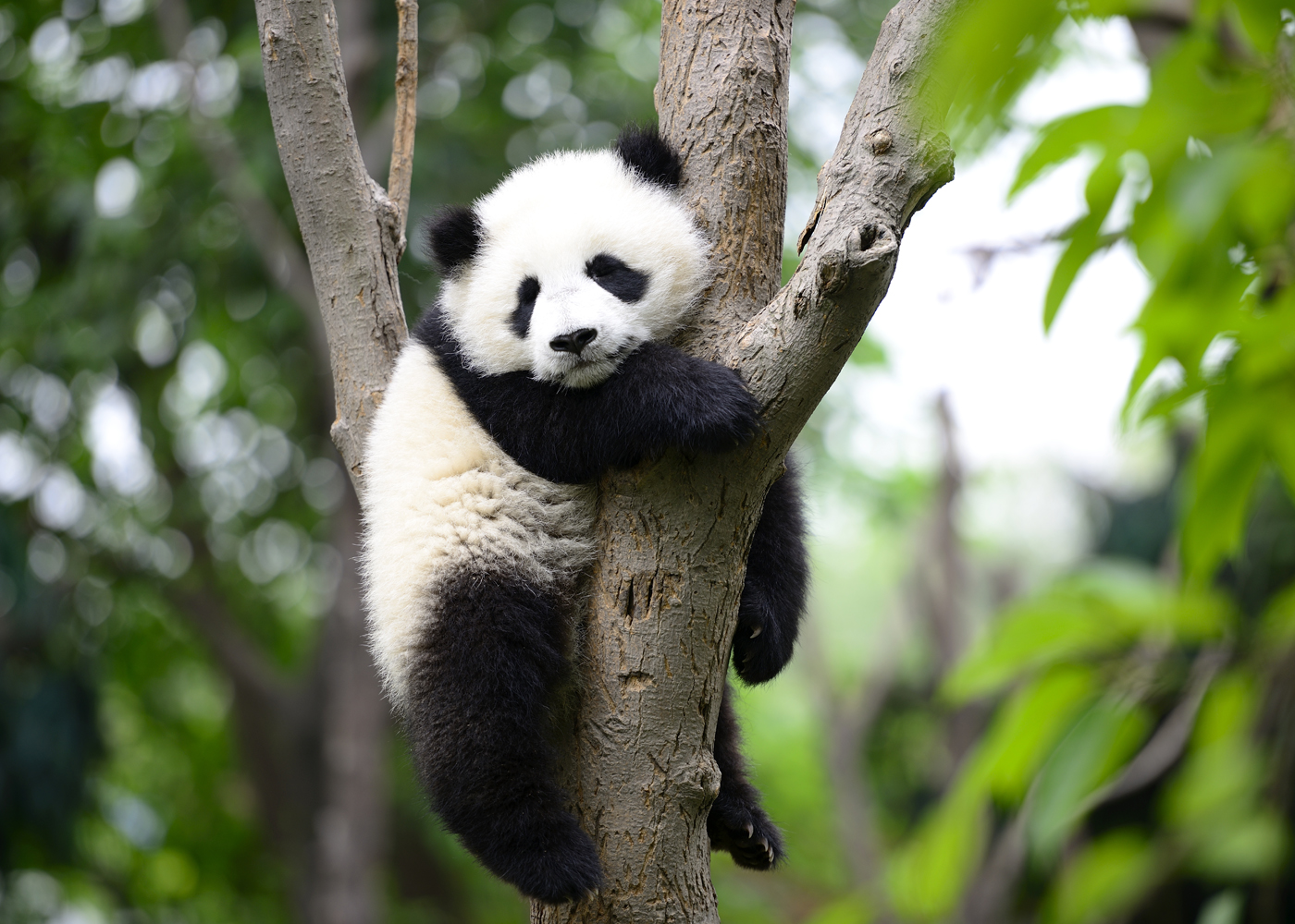 China's Giant Pandas and Mt. Qingcheng, Birthplace of Taoism | Sierra ...
